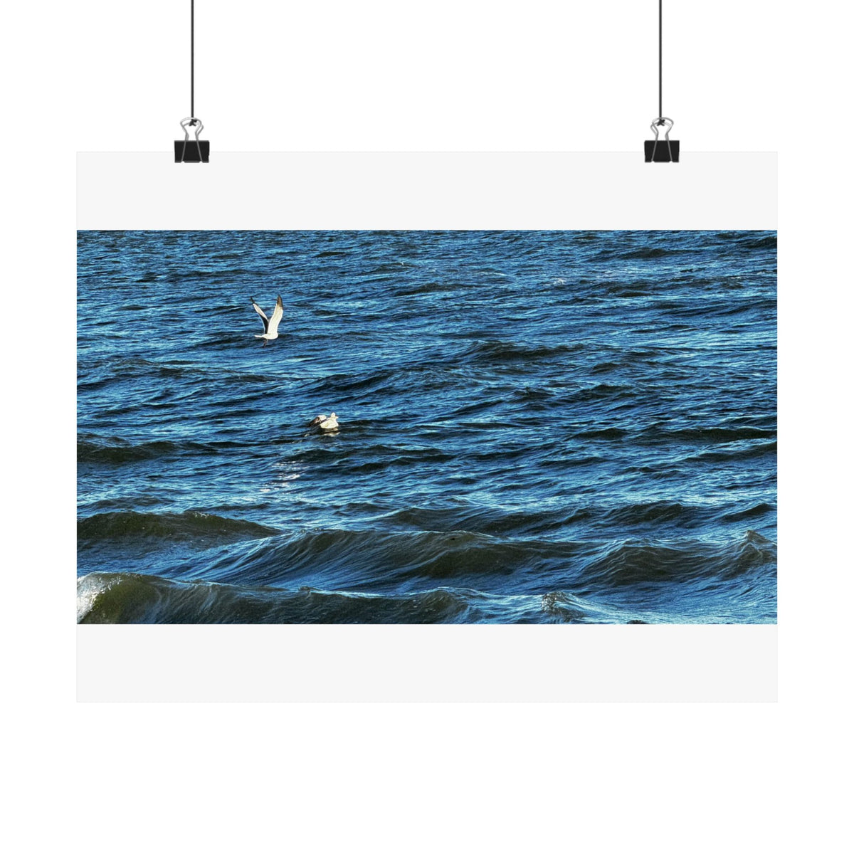 Gulls Over Blue Water — Matte Poster