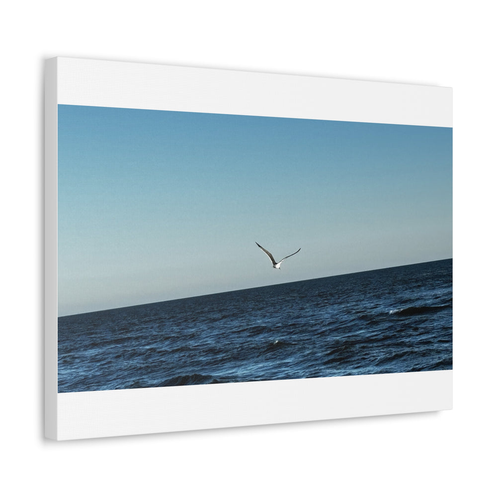 Lone Gull Soaring — Stretched Canvas