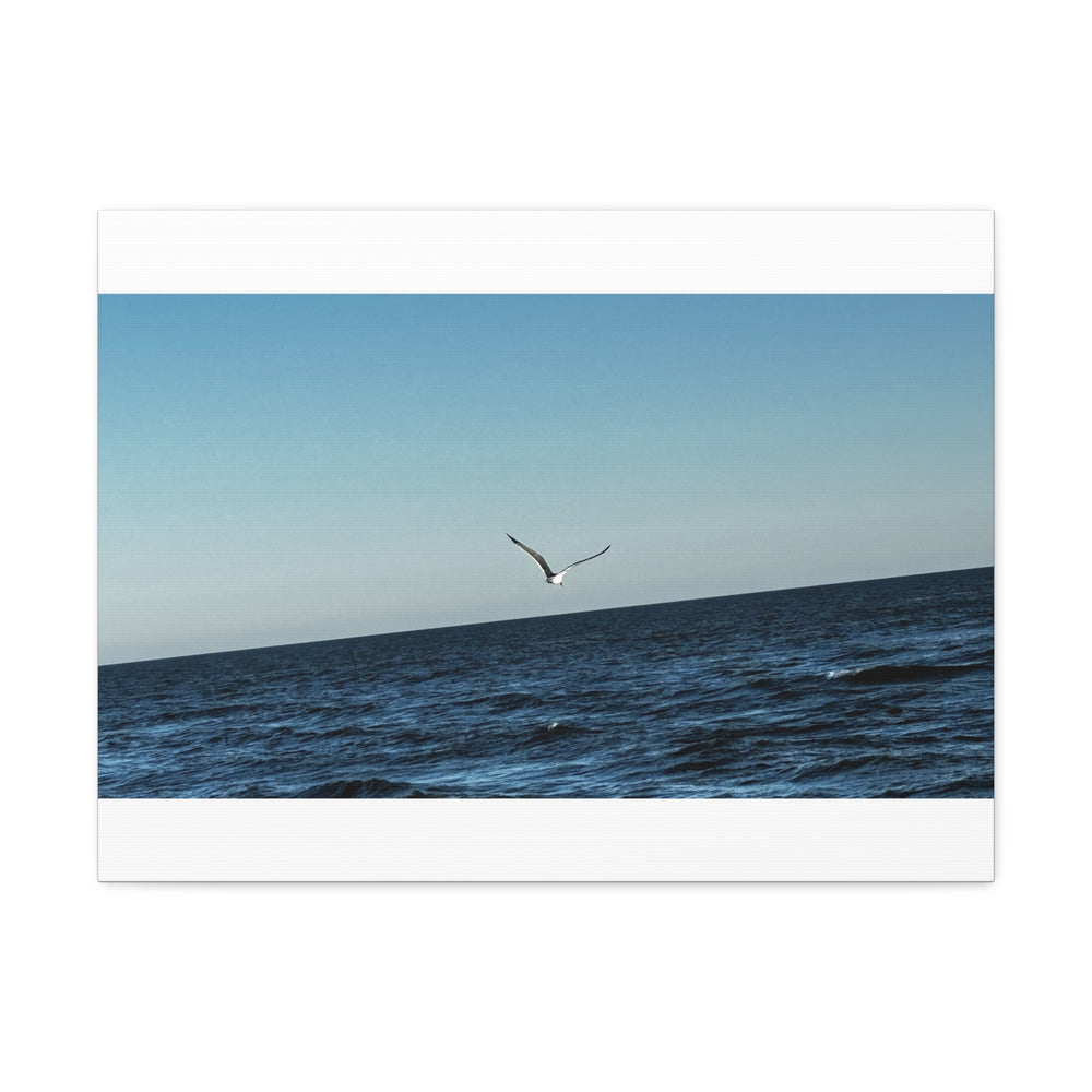 Lone Gull Soaring — Stretched Canvas
