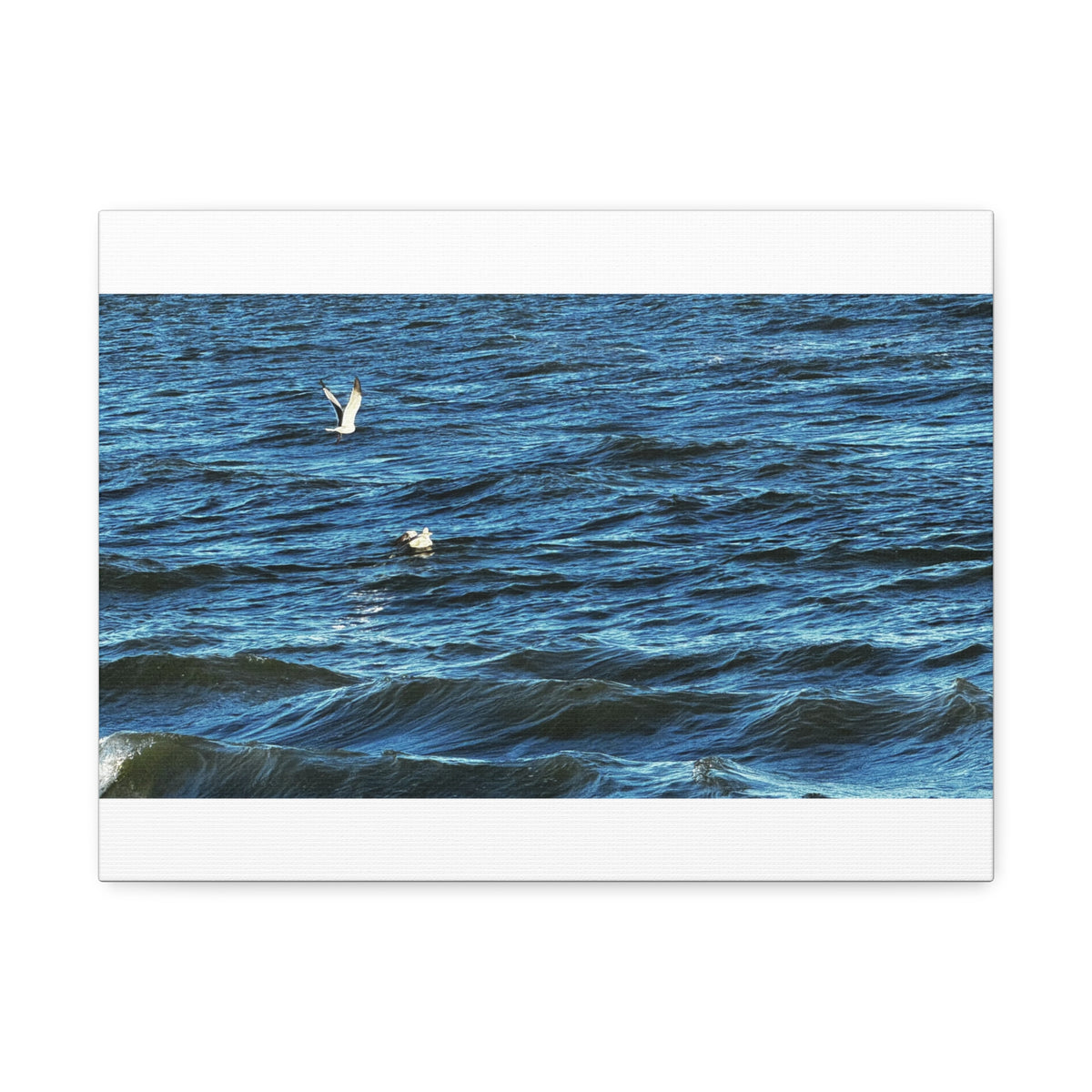 Gulls Over Blue Water — Stretched Canvas