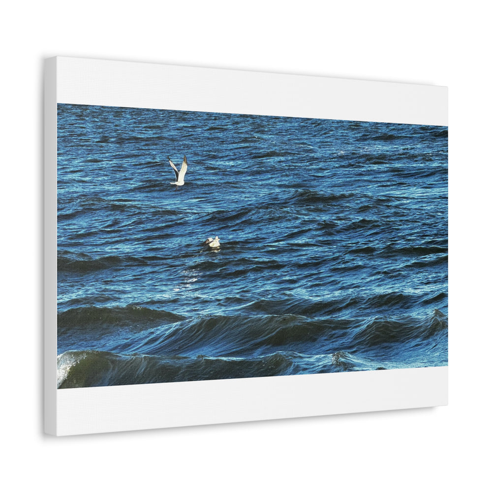 Gulls Over Blue Water — Stretched Canvas