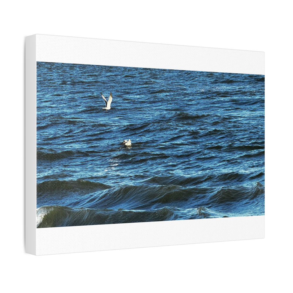 Gulls Over Blue Water — Stretched Canvas