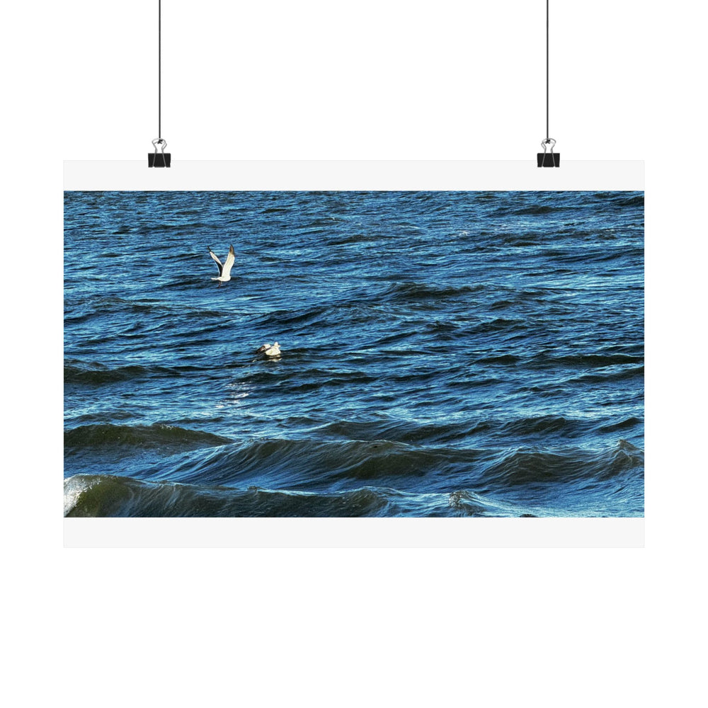 Gulls Over Blue Water — Matte Poster